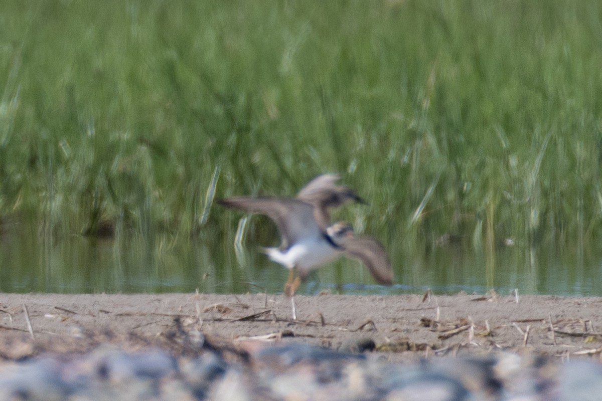 Semipalmated Plover - ML168985621