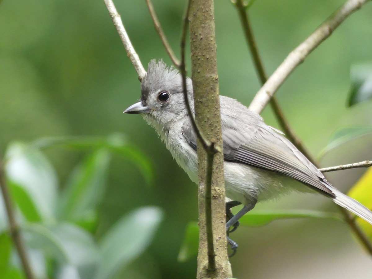 Tufted Titmouse - Shelley Rutkin