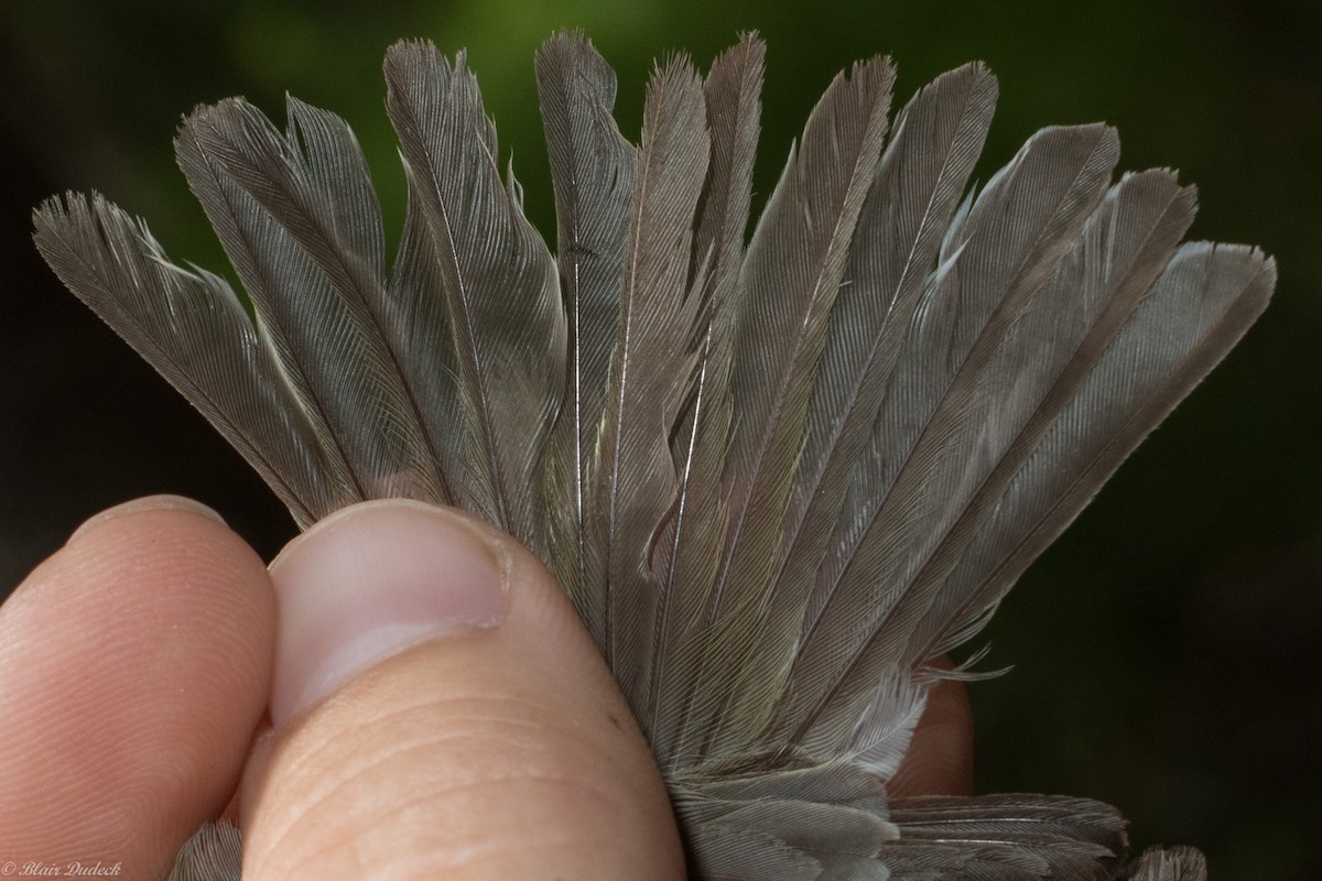 Vireo de Filadelfia - ML168988701