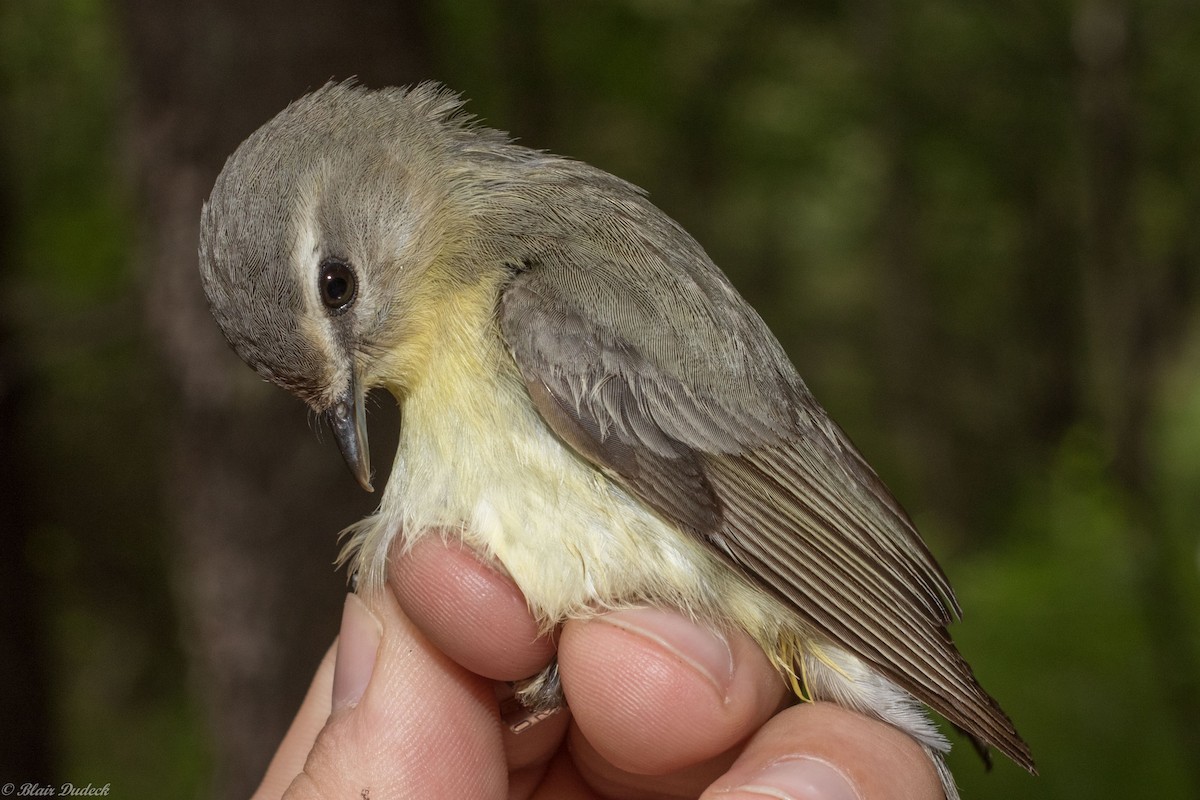 Philadelphia Vireo - ML168988711