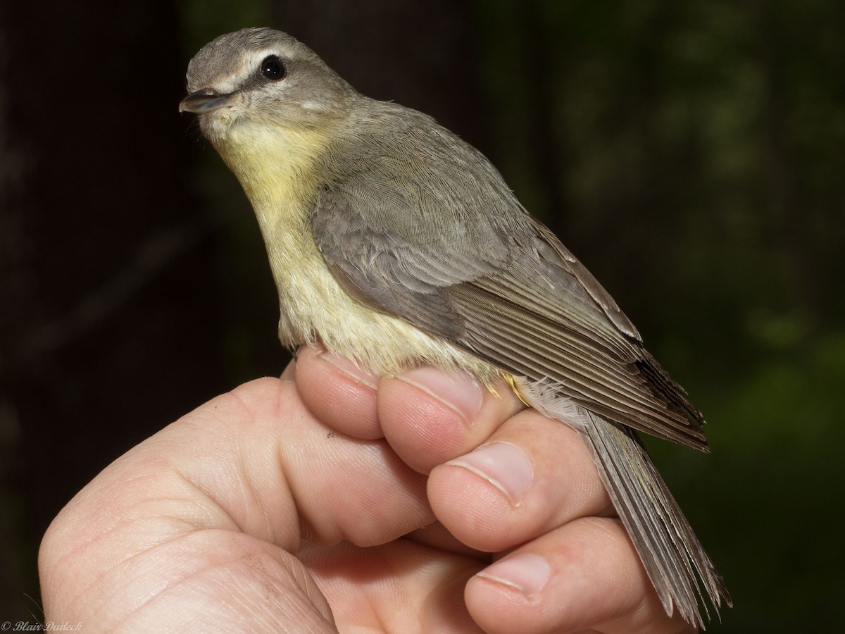 Philadelphia Vireo - Blair Dudeck