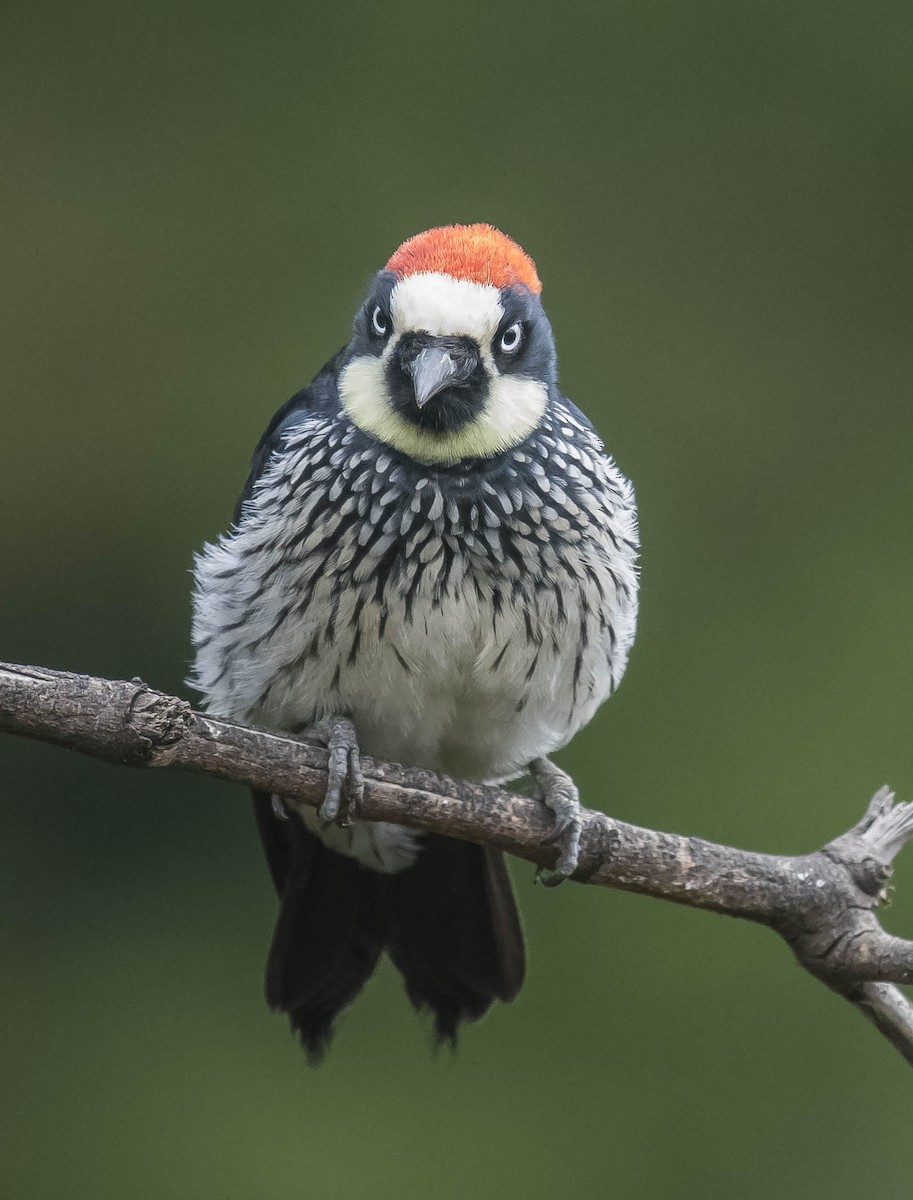 Acorn Woodpecker - William Richards