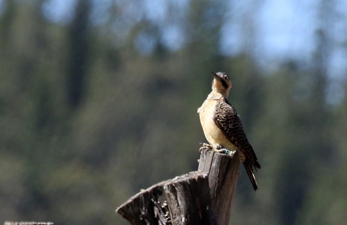 Andean Flicker (Southern) - ML168991291