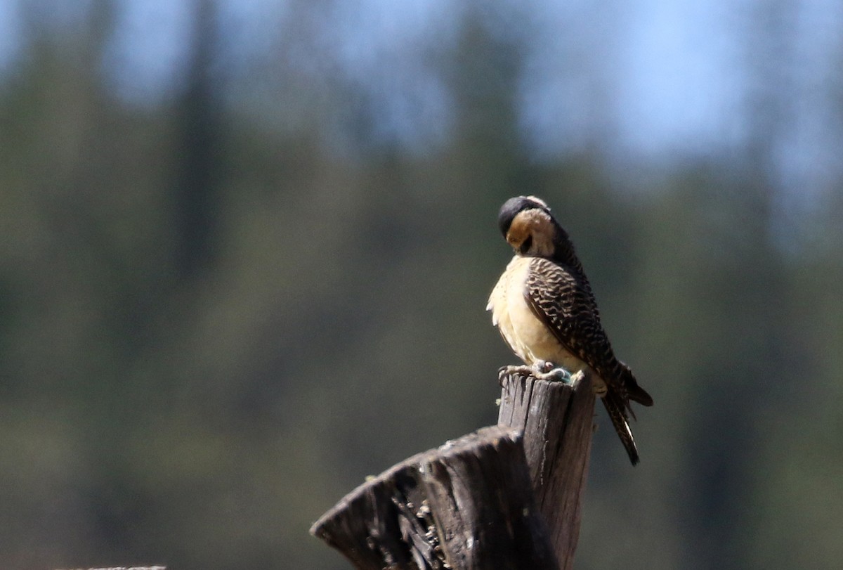 Andean Flicker (Southern) - ML168991301