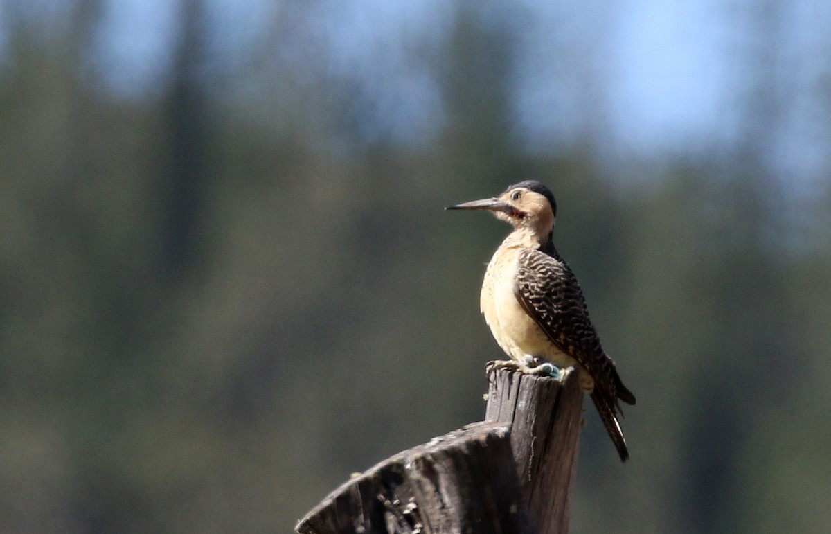 Andean Flicker (Southern) - ML168991311