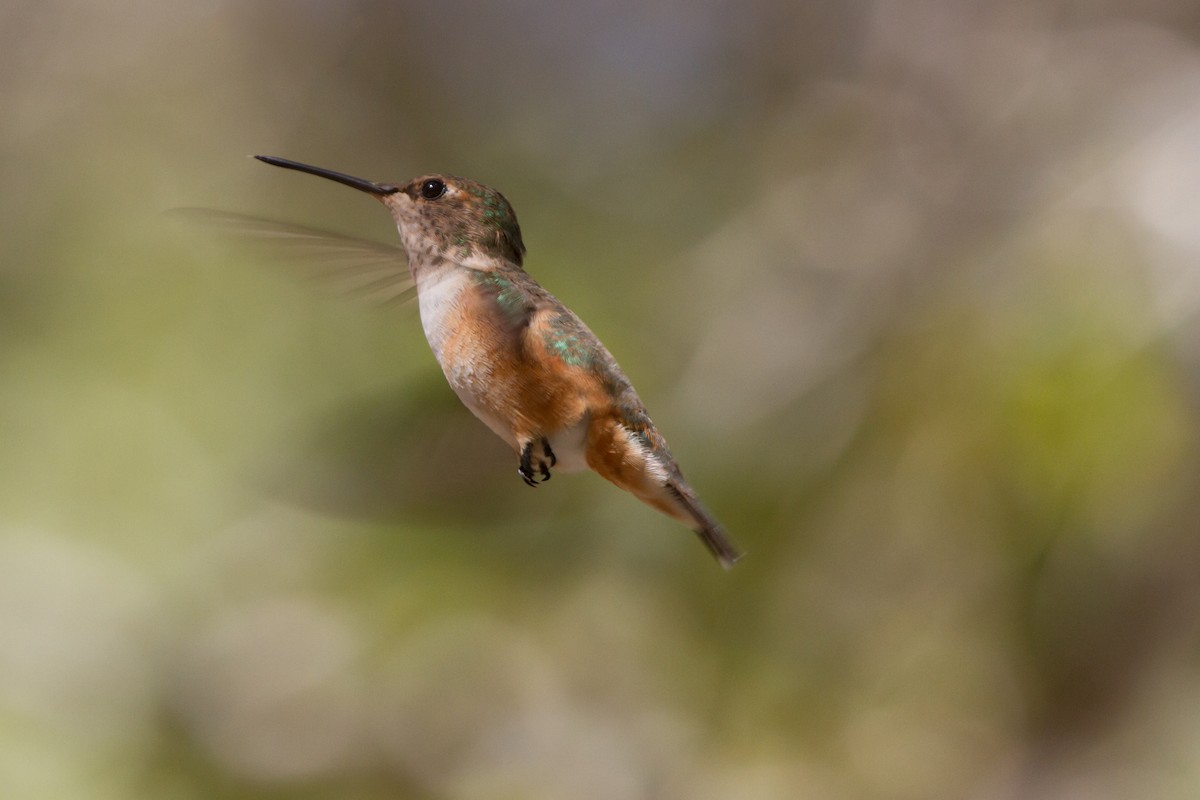 Rufous Hummingbird - ML168992031