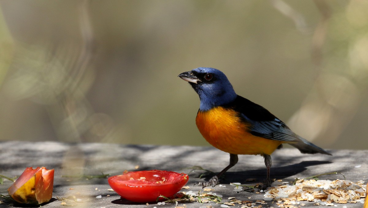 Blue-and-yellow Tanager (Blue-and-yellow) - ML168995451