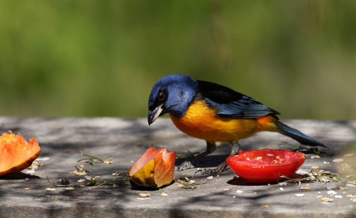 Blue-and-yellow Tanager (Blue-and-yellow) - ML168995491