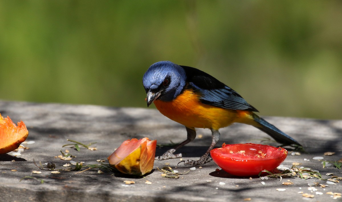 Blue-and-yellow Tanager (Blue-and-yellow) - ML168995521