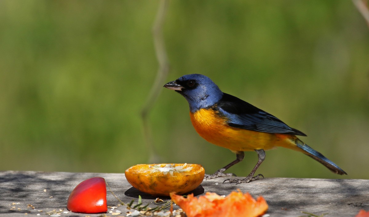 Blue-and-yellow Tanager (Blue-and-yellow) - ML168995561