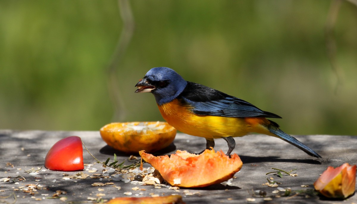 Blue-and-yellow Tanager (Blue-and-yellow) - ML168995581