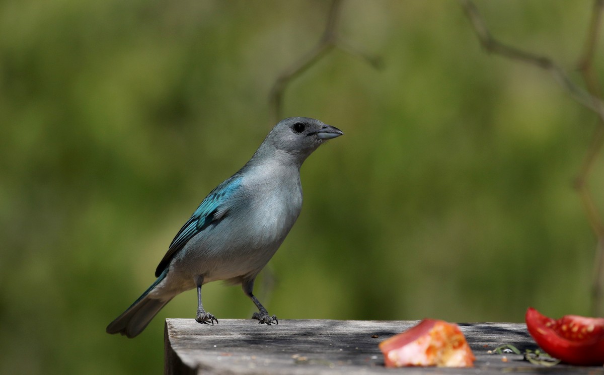 Sayaca Tanager - ML168995681