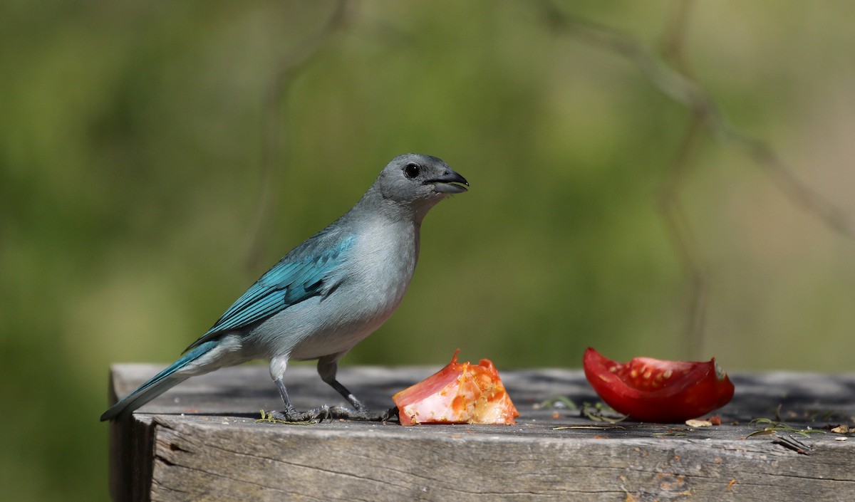 Sayaca Tanager - ML168995691