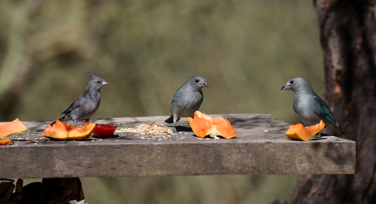 Sayaca Tanager - Jay McGowan