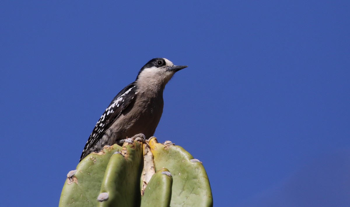 White-fronted Woodpecker - Jay McGowan