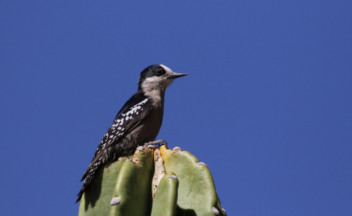 White-fronted Woodpecker - ML168995741