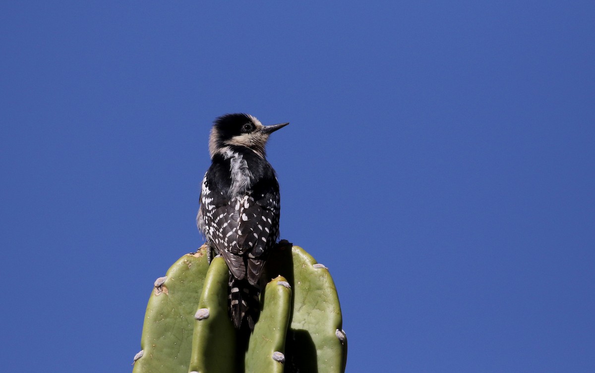 White-fronted Woodpecker - ML168995761