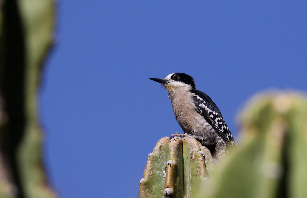 White-fronted Woodpecker - ML168995781