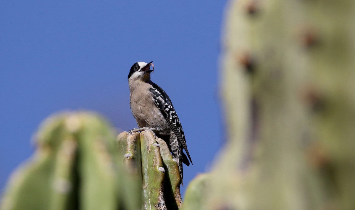 White-fronted Woodpecker - ML168995791