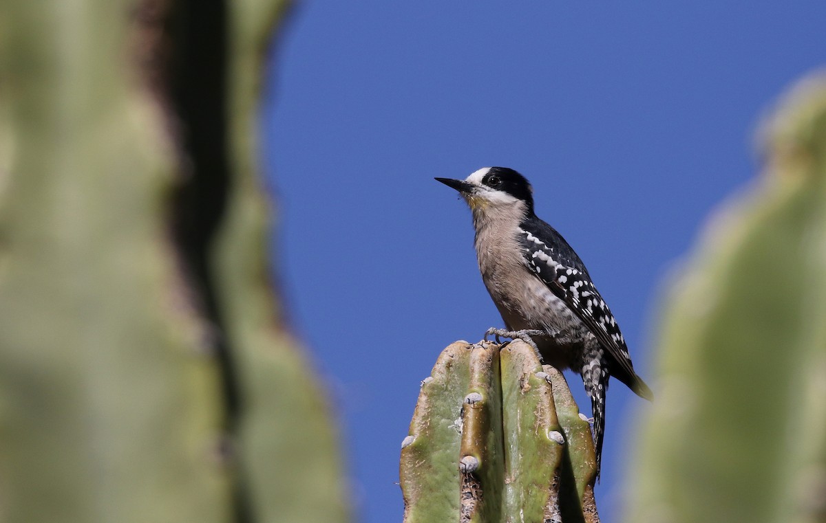 White-fronted Woodpecker - ML168995801