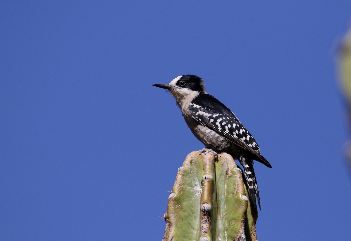 White-fronted Woodpecker - ML168995811