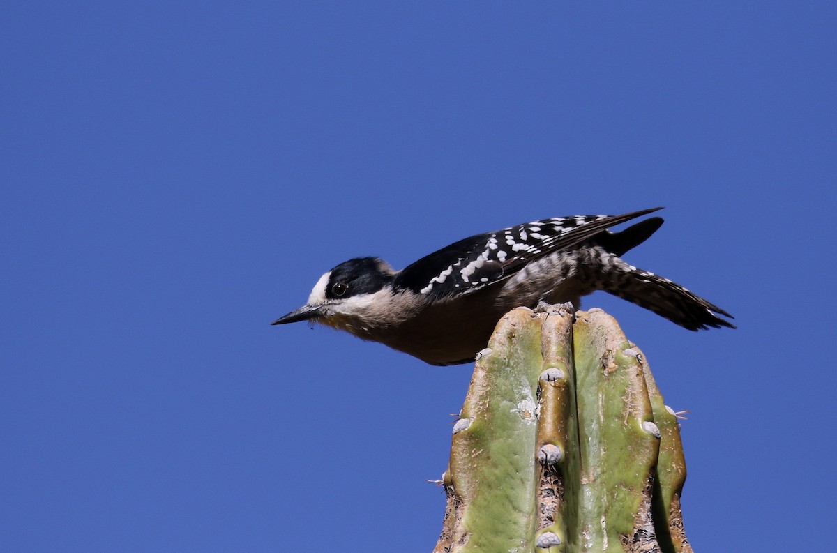 White-fronted Woodpecker - ML168995831