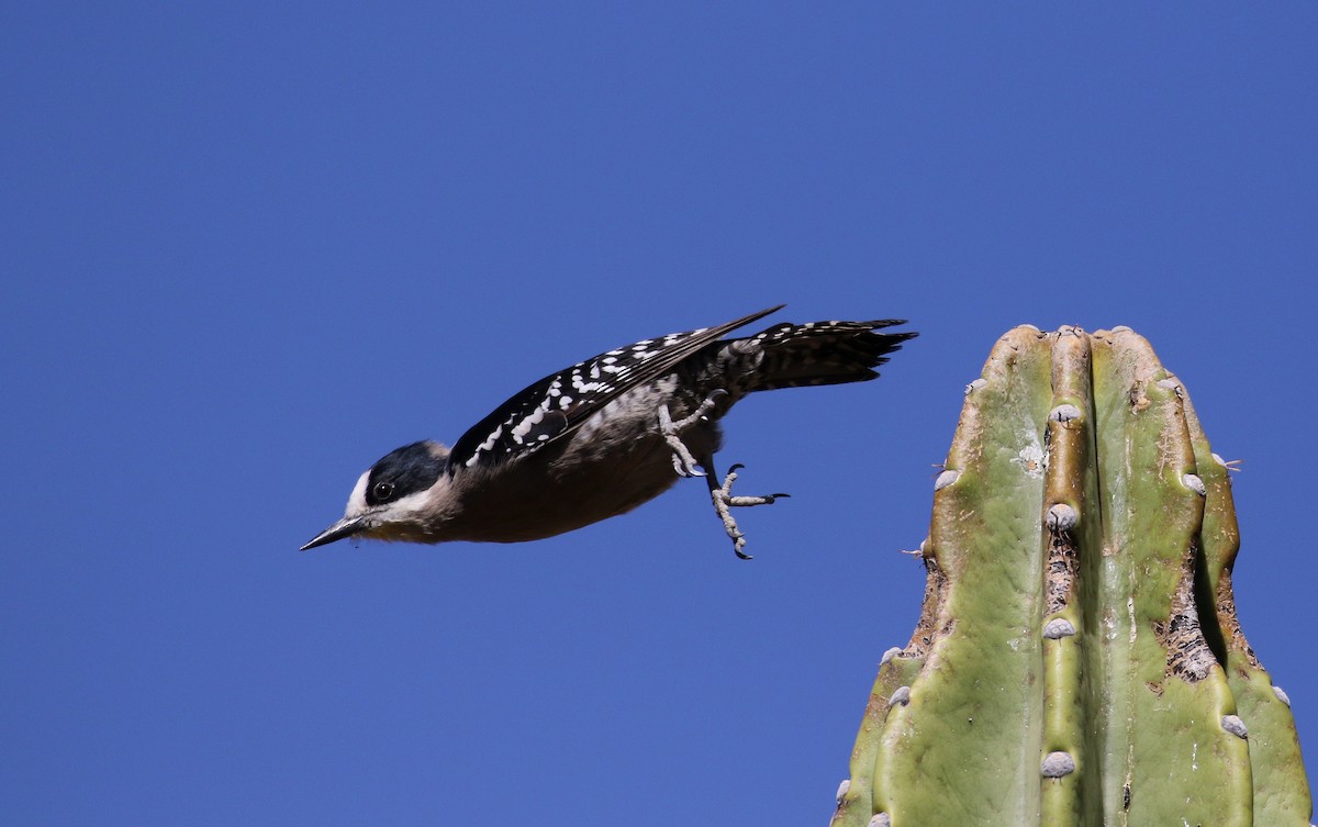 White-fronted Woodpecker - ML168995841