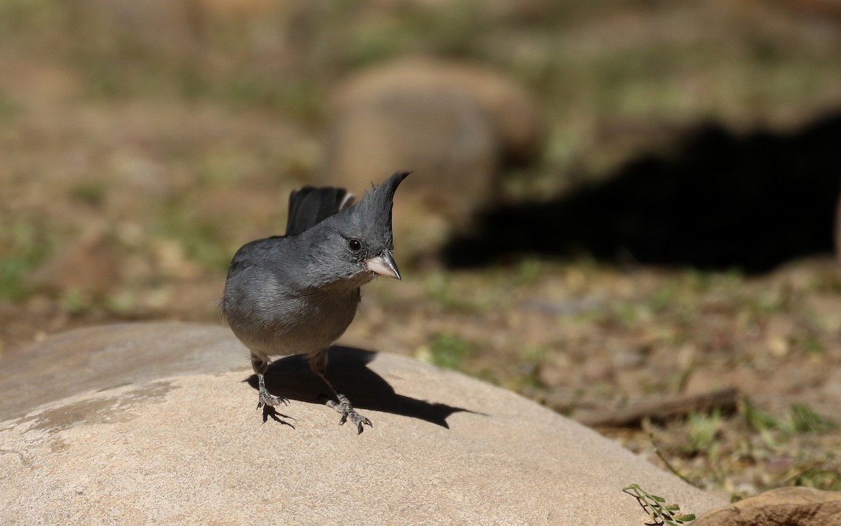 Gray-crested Finch - ML168996071