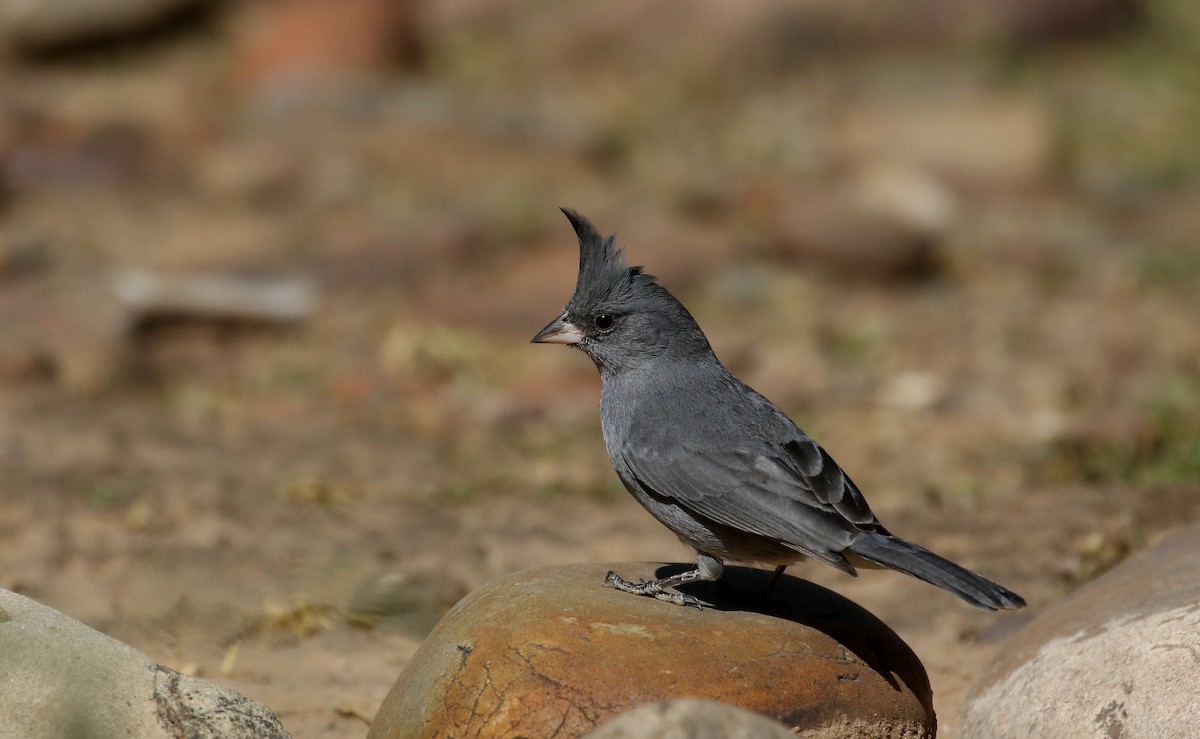 Gray-crested Finch - Jay McGowan