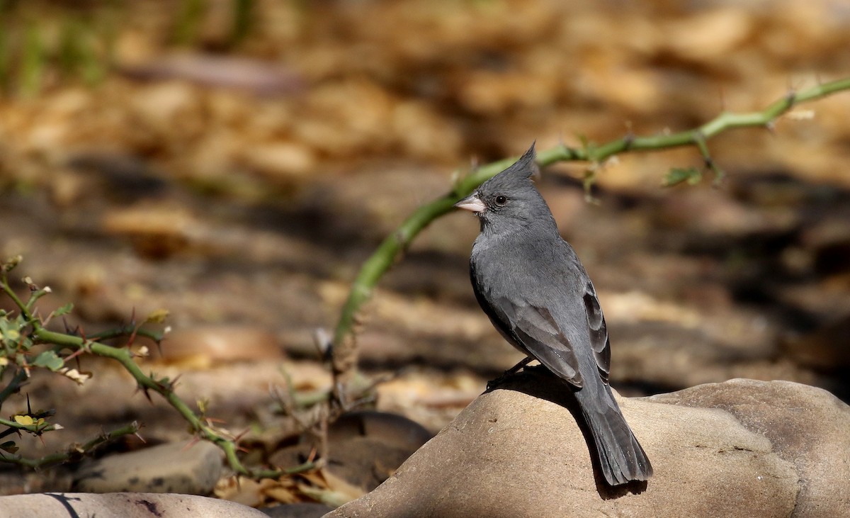 Gray-crested Finch - ML168996111