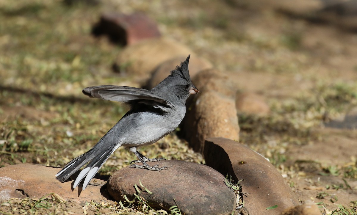 Gray-crested Finch - ML168996121