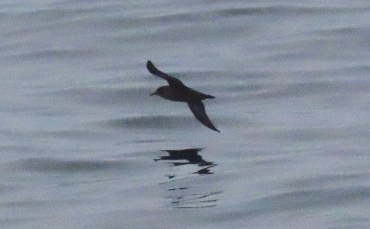 Sooty Shearwater - ML168996261