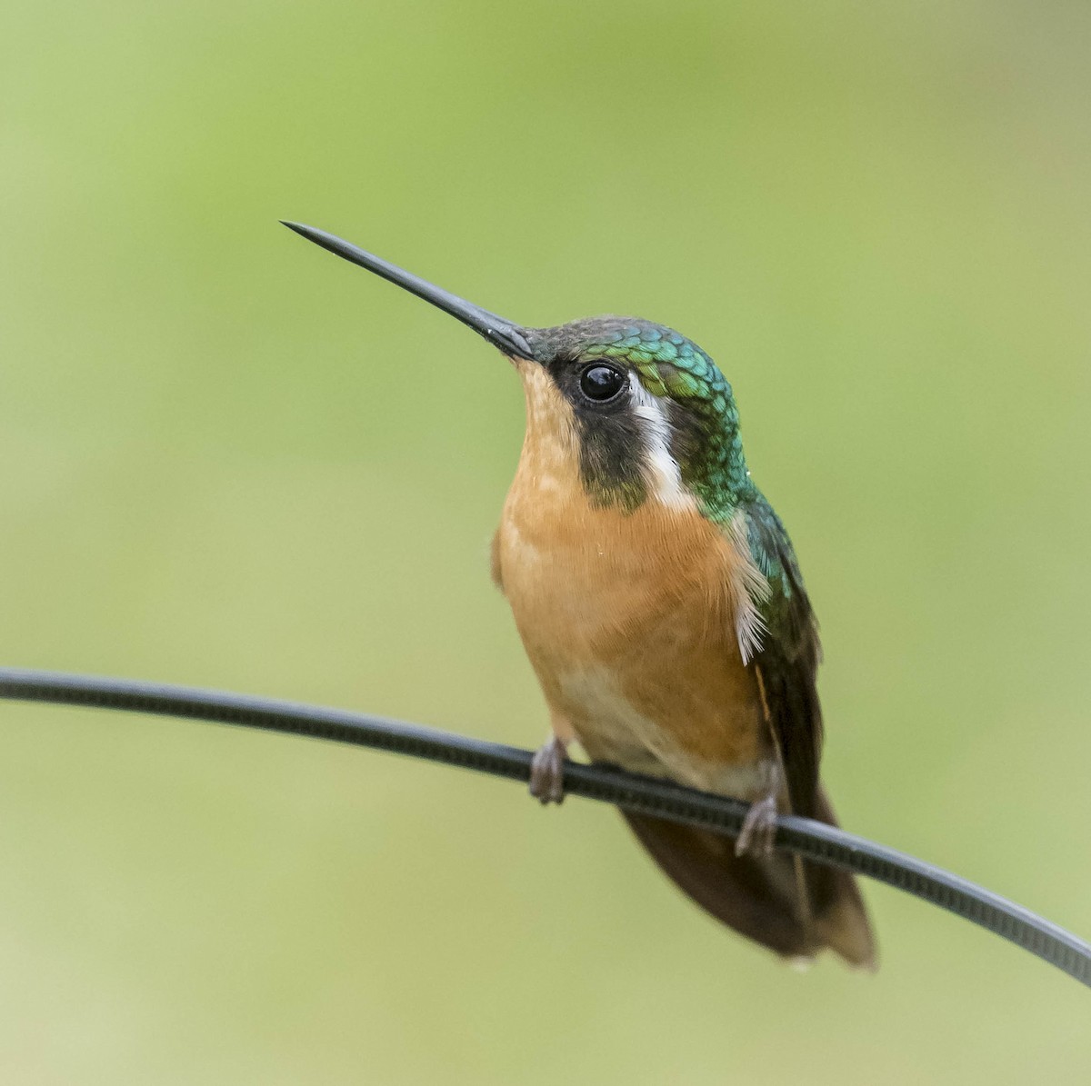 White-throated Mountain-gem - ML168997311