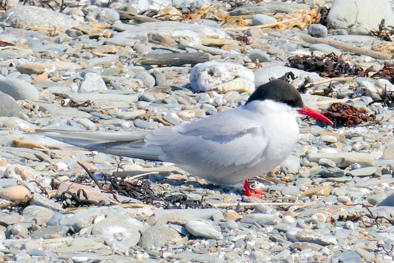 Arctic Tern - ML168997451