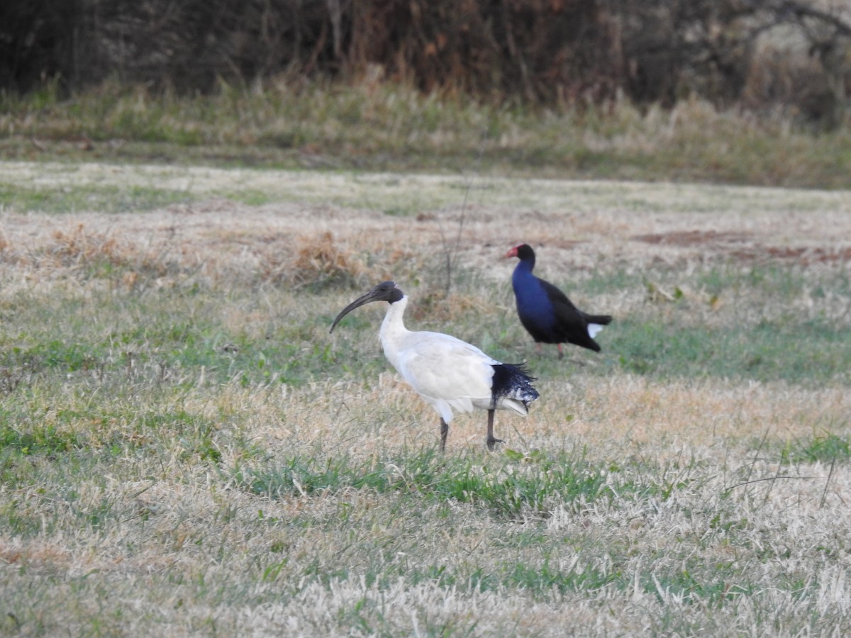 ibis australský - ML169000161