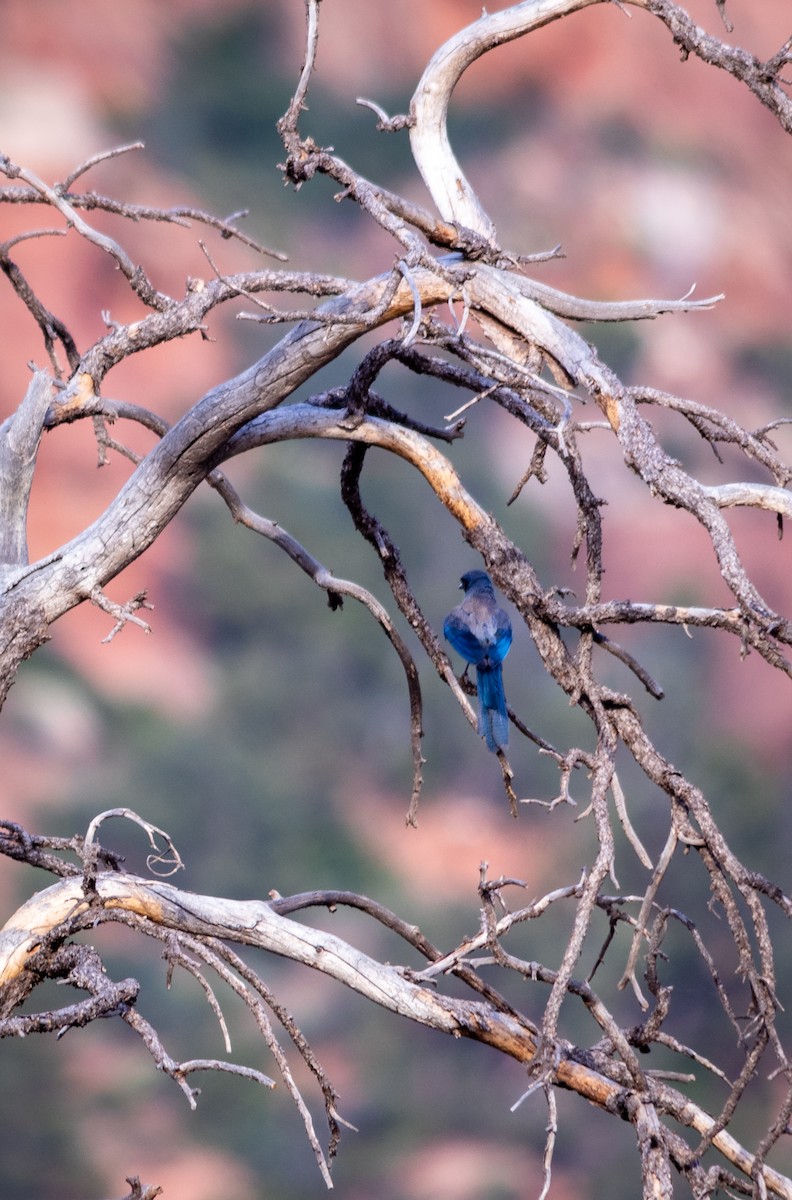 Woodhouse's Scrub-Jay - ML169000331