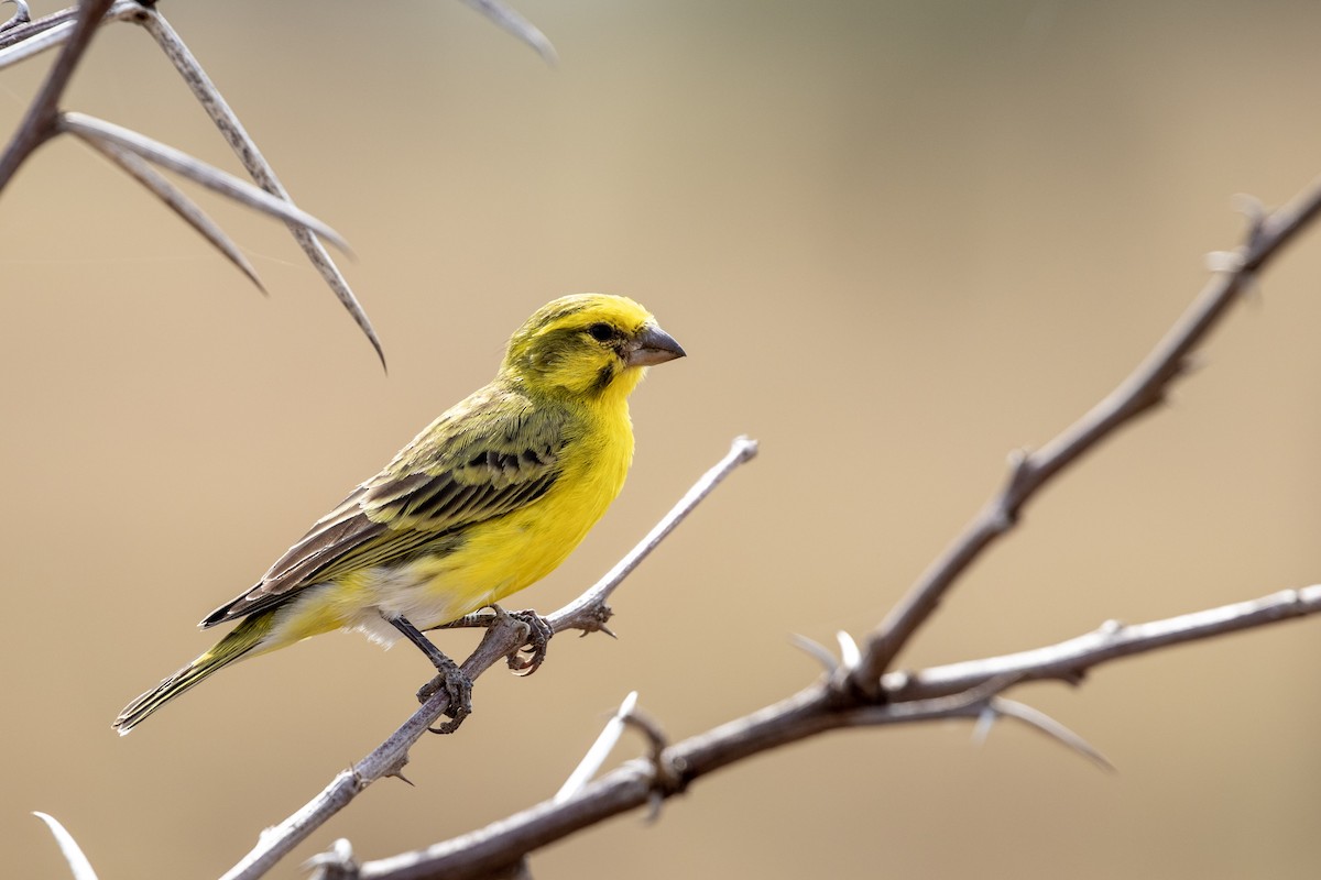 White-bellied Canary - Charles Robshaw