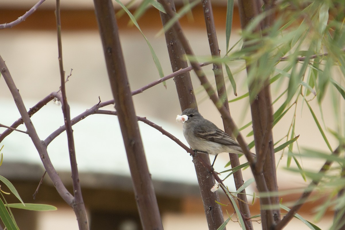 Southern Beardless-Tyrannulet - ML169006461