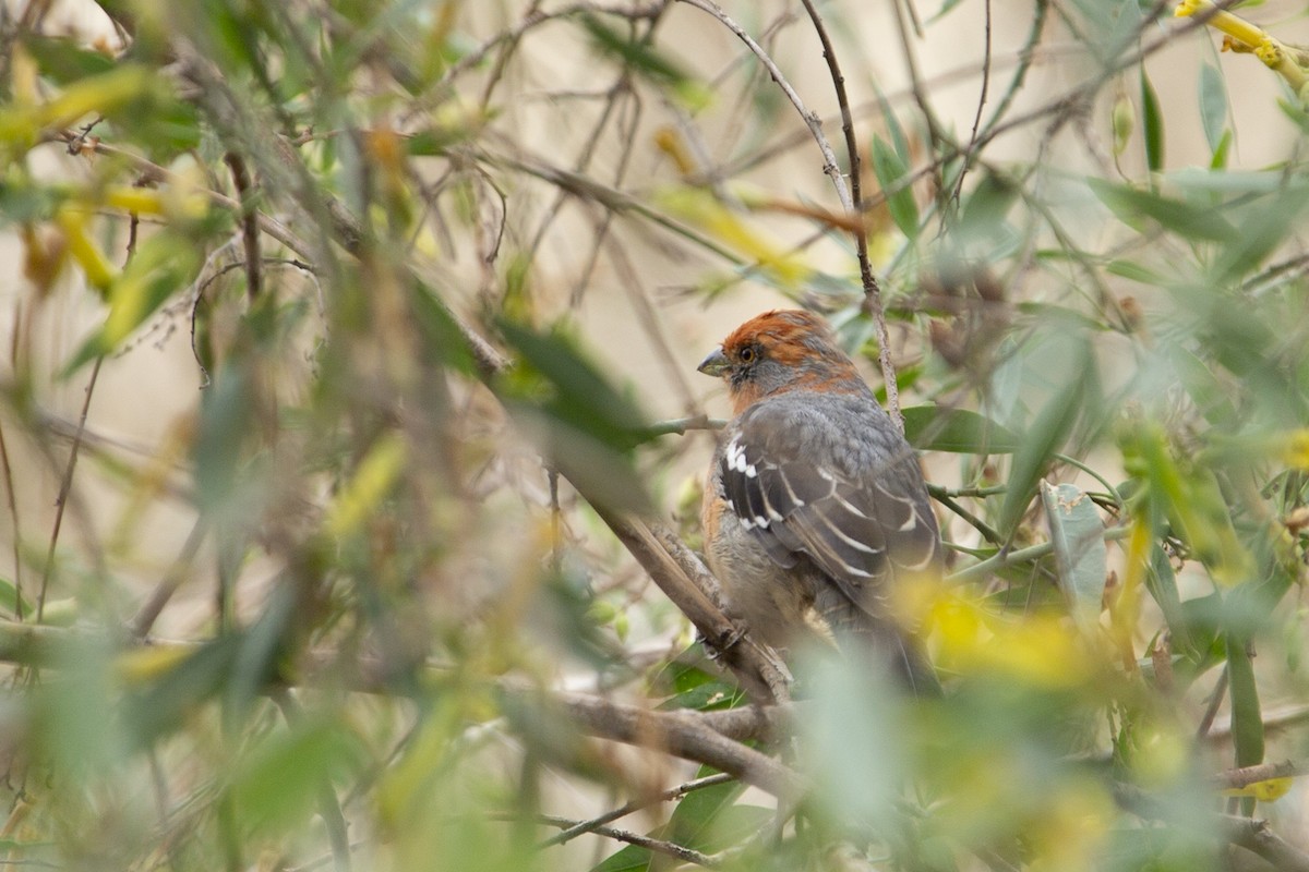 White-tipped Plantcutter - Joshua Covill