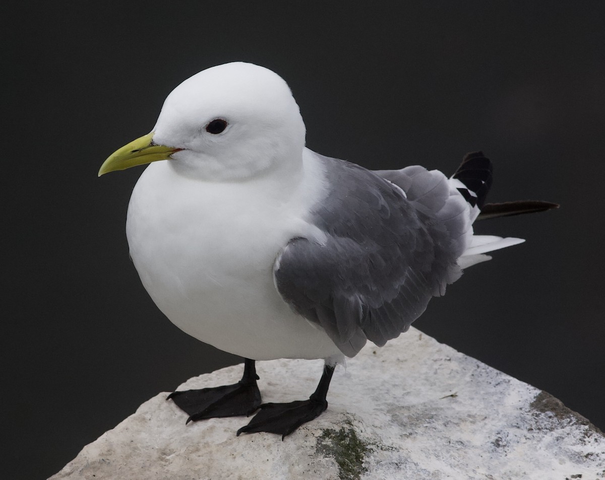 Black-legged Kittiwake - Nick  Lund