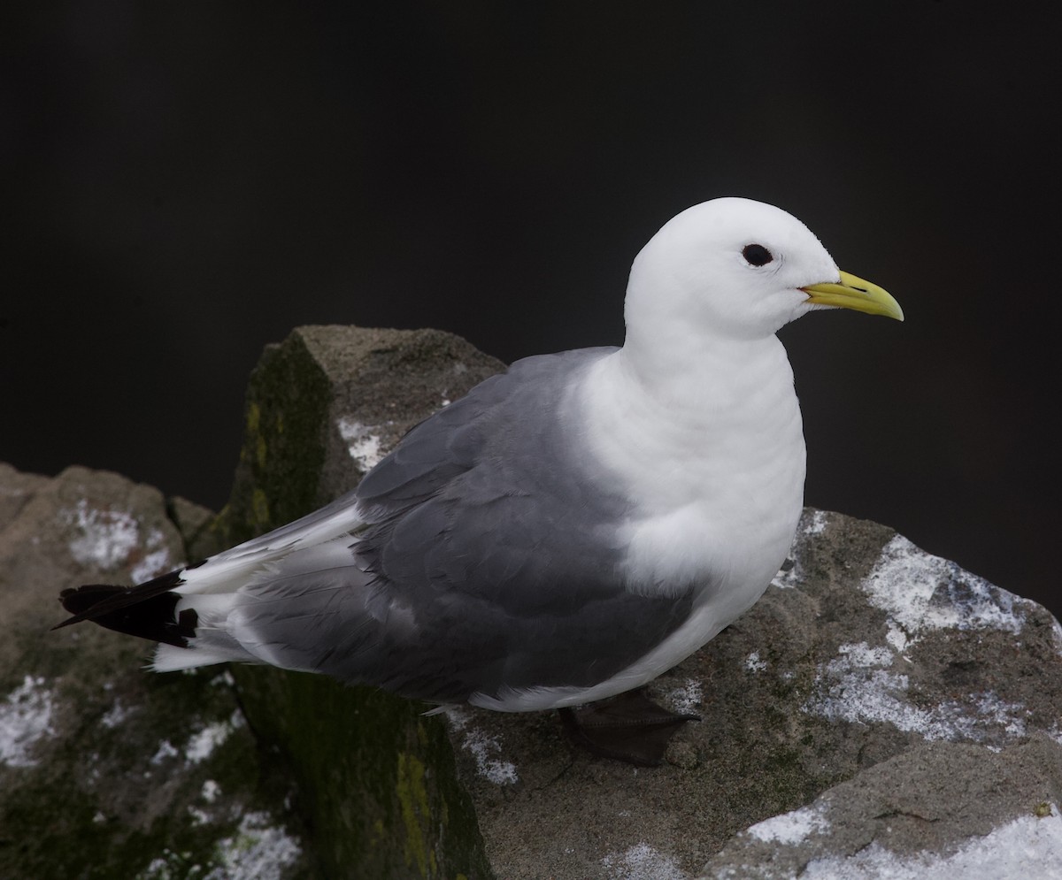 Black-legged Kittiwake - ML169007681