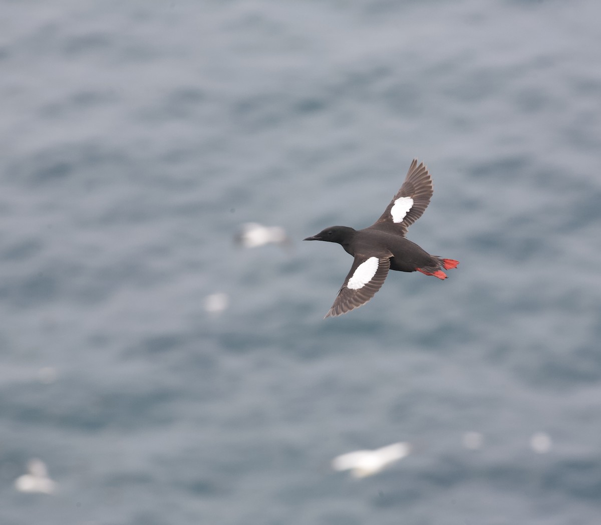 Black Guillemot - ML169008011