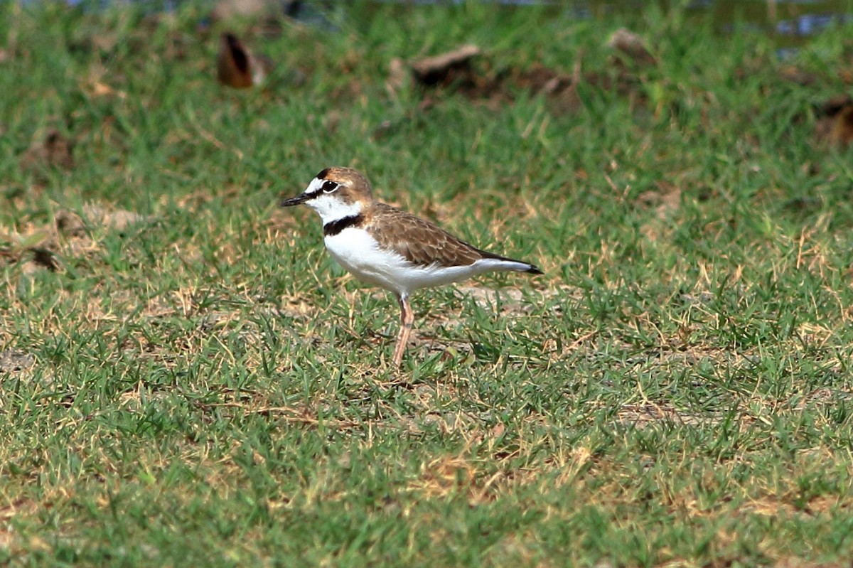 Collared Plover - ML169008521