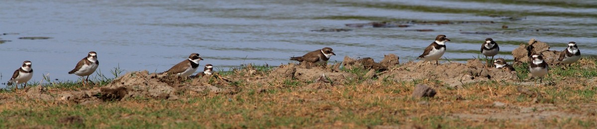 Semipalmated Plover - ML169009421