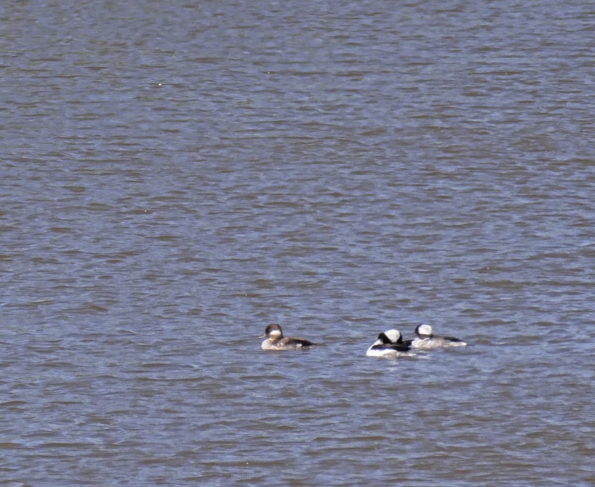 Bufflehead - David Chang