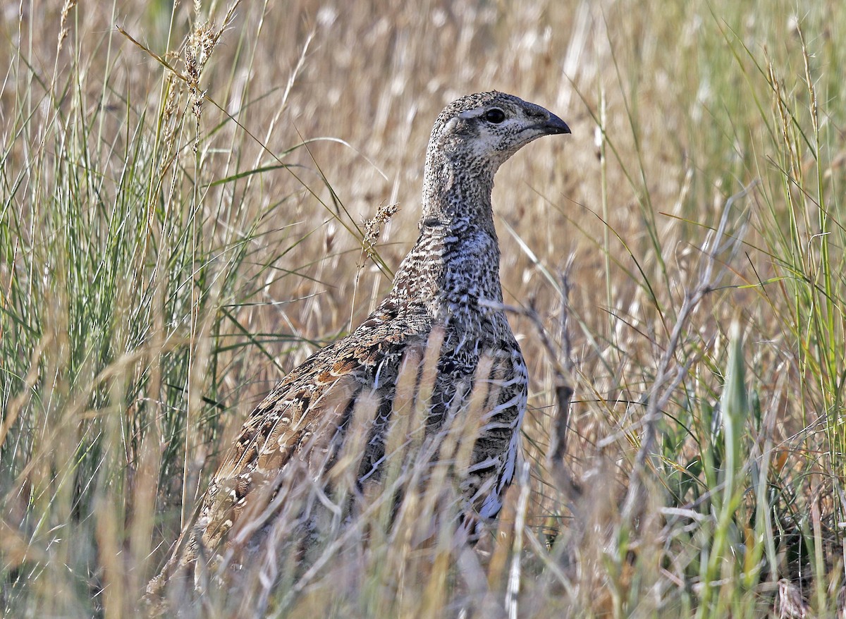 Beifußhuhn - ML169009641