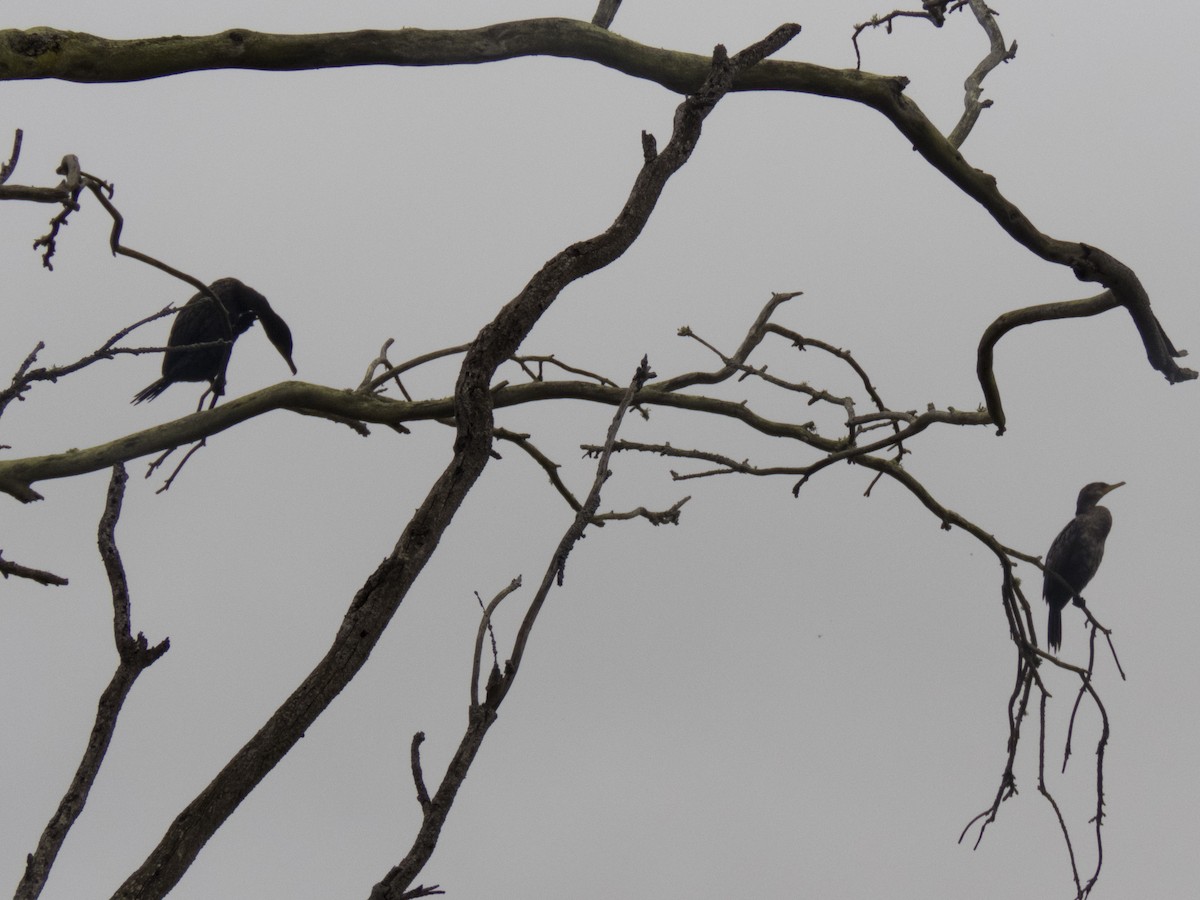 Neotropic Cormorant - Kaylan Wessels