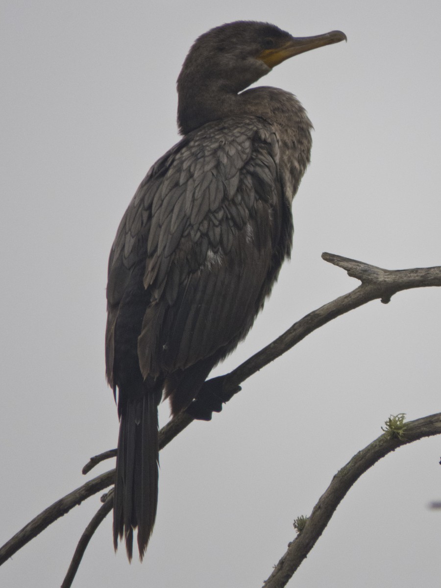 Neotropic Cormorant - ML169010171