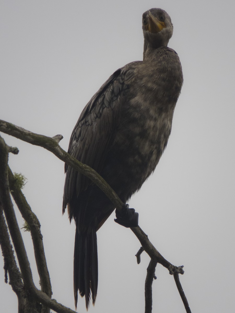 Neotropic Cormorant - ML169010181