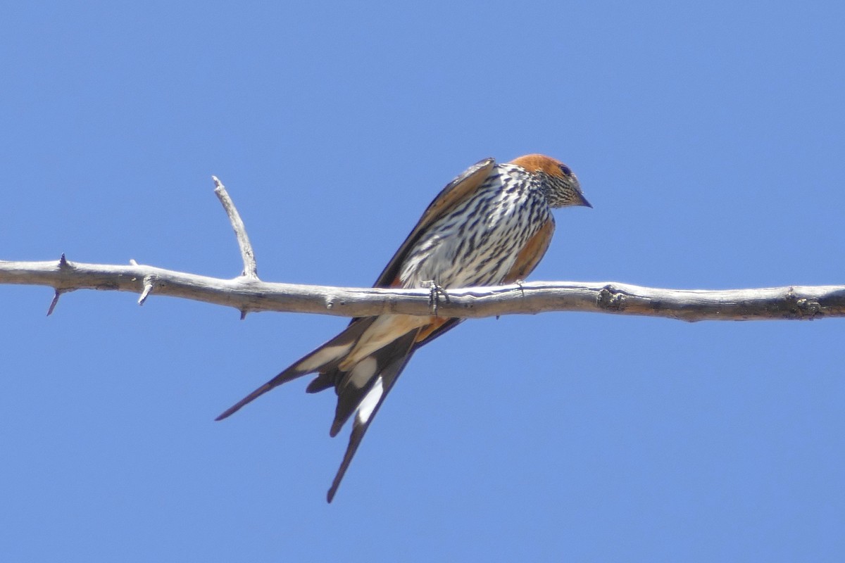 Lesser Striped Swallow - Peter Kaestner